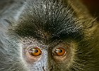 Terry Chambers_Silver Leaf Monkey.jpg